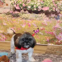 Banjo, a male Shih Tzu for sale in Norwood, MO – Photo 4 of 8