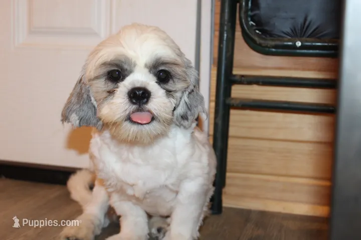 Tucker – Shih Tzu puppy for sale in Norwood, MO