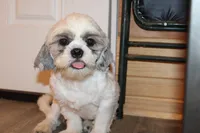 Tucker, a male Shih Tzu for sale in Norwood, MO – 1 of 9