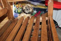 Andy, a male Shih Tzu for sale in Norwood, MO – 4 of 10