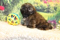 Tyler, a male Shih Tzu for sale in Norwood, MO – 7 of 9