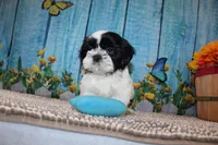 Shane, a male Shih Tzu for sale in Norwood, MO – 9 of 9