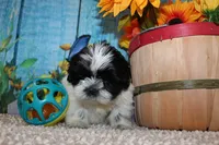 Jackson, a male Shih Tzu for sale in Norwood, MO – 3 of 10