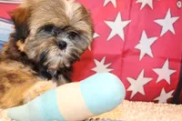 JR, a male Shih Tzu for sale in Norwood, MO – 6 of 8