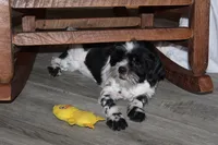 Jackson, a male Shih Tzu for sale in Norwood, MO – 2 of 10