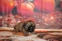 Otto, a male Shih Tzu for sale in Norwood, MO – 7 of 10