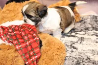 Jasper, a male Shih Tzu for sale in Norwood, MO – Photo 4 of 6