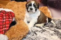 Jasper, a male Shih Tzu for sale in Norwood, MO – Photo 3 of 6