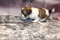 Jasper, a male Shih Tzu for sale in Norwood, MO – Photo 6 of 6