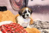 Jasper, a male Shih Tzu for sale in Norwood, MO – Photo 5 of 6