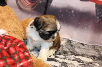 Jasper, a male Shih Tzu for sale in Norwood, MO – Photo 2 of 6