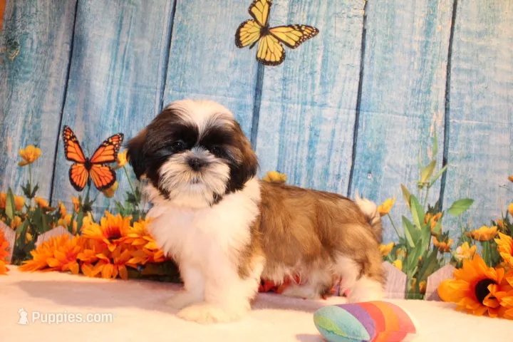 Wilbur – Shih Tzu puppy for sale in Norwood, MO