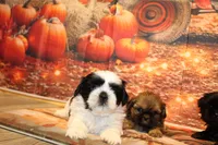 Frank, a male Shih Tzu for sale in Norwood, MO – 8 of 9