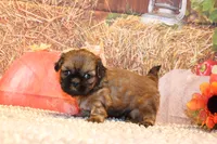 Otto, a male Shih Tzu for sale in Norwood, MO – 1 of 10