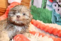 Dawson, a male Shih Tzu for sale in Norwood, MO – Photo 1 of 7