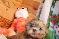 Dawson, a male Shih Tzu for sale in Norwood, MO – Photo 3 of 7