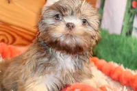 Dawson, a male Shih Tzu for sale in Norwood, MO – Photo 2 of 7