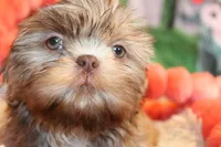 Dawson, a male Shih Tzu for sale in Norwood, MO – Photo 4 of 7