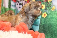 Dawson, a male Shih Tzu for sale in Norwood, MO – Photo 5 of 7