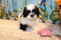 Lola, a female Shih Tzu for sale in Norwood, MO – 3 of 10