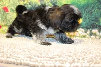 Tyrone, a male Shih Tzu for sale in Norwood, MO – 4 of 8