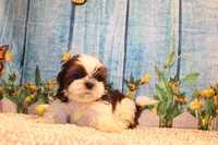 Kenny, a male Shih Tzu for sale in Norwood, MO – 4 of 10