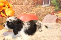 Freckles, a male Shichon for sale in Norwood, MO – 5 of 10
