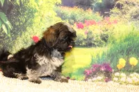 Tyrone, a male Shih Tzu for sale in Norwood, MO – 6 of 8