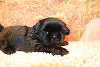 Blackie, a male Shih Tzu for sale in Norwood, MO – 5 of 7