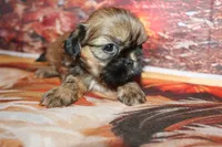 Otto, a male Shih Tzu for sale in Norwood, MO – 2 of 10