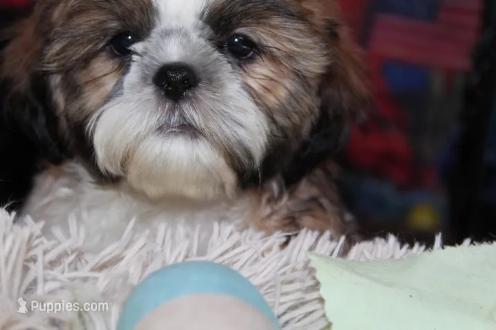 Alex – Shih Tzu puppy for sale in Norwood, MO