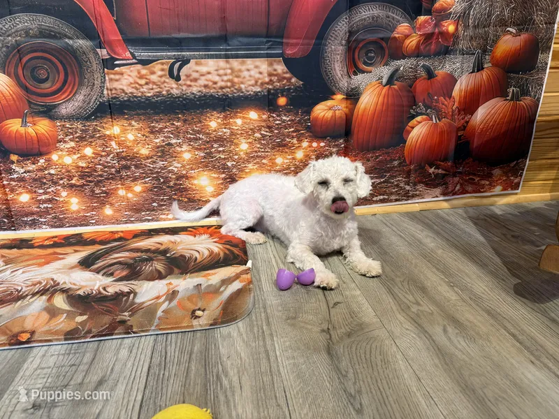 Baylor – Bichon Frise puppy for sale in Norwood, MO