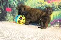 Tyler, a male Shih Tzu for sale in Norwood, MO – 8 of 9
