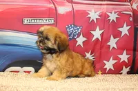Andy, a male Shih Tzu for sale in Norwood, MO – 8 of 10