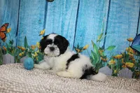 Shane, a male Shih Tzu for sale in Norwood, MO – 7 of 9