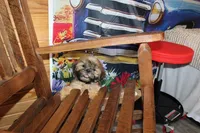 Andy, a male Shih Tzu for sale in Norwood, MO – 9 of 10