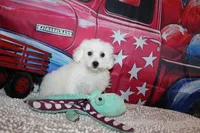 Baylor, a male Bichon Frise for sale in Norwood, MO – 1 of 9