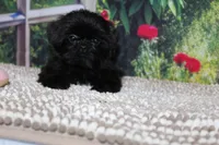Katie Bug, a female Shih Tzu for sale in Norwood, MO – 6 of 10