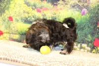 Tyrone, a male Shih Tzu for sale in Norwood, MO – 5 of 8