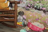 Sam, a male Shih Tzu for sale in Norwood, MO – 8 of 8