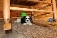 Joey, a male Shih Tzu for sale in Norwood, MO – Photo 6 of 8