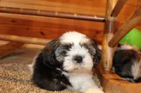 Joey, a male Shih Tzu for sale in Norwood, MO – Photo 4 of 8