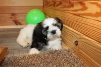 Joey, a male Shih Tzu for sale in Norwood, MO – Photo 7 of 8