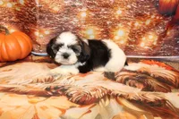 Joey, a male Shih Tzu for sale in Norwood, MO – Photo 3 of 8
