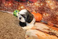 Joey, a male Shih Tzu for sale in Norwood, MO – Photo 2 of 8