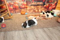 Joey, a male Shih Tzu for sale in Norwood, MO – Photo 8 of 8