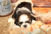 Joey, a male Shih Tzu for sale in Norwood, MO – Photo 5 of 8