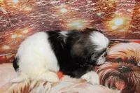 Joey, a male Shih Tzu for sale in Norwood, MO – Photo 1 of 8