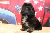Amika, a female Shih Tzu for sale in Norwood, MO – 5 of 7