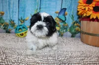 Jackson, a male Shih Tzu for sale in Norwood, MO – 5 of 10
